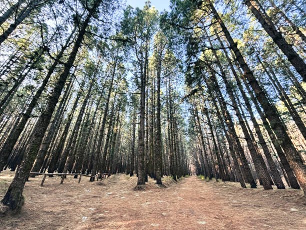 Pine Forest & 9th Mile